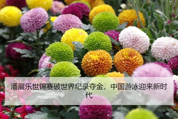 潘展乐世锦赛破世界纪录夺金，中国游泳迎来新时代